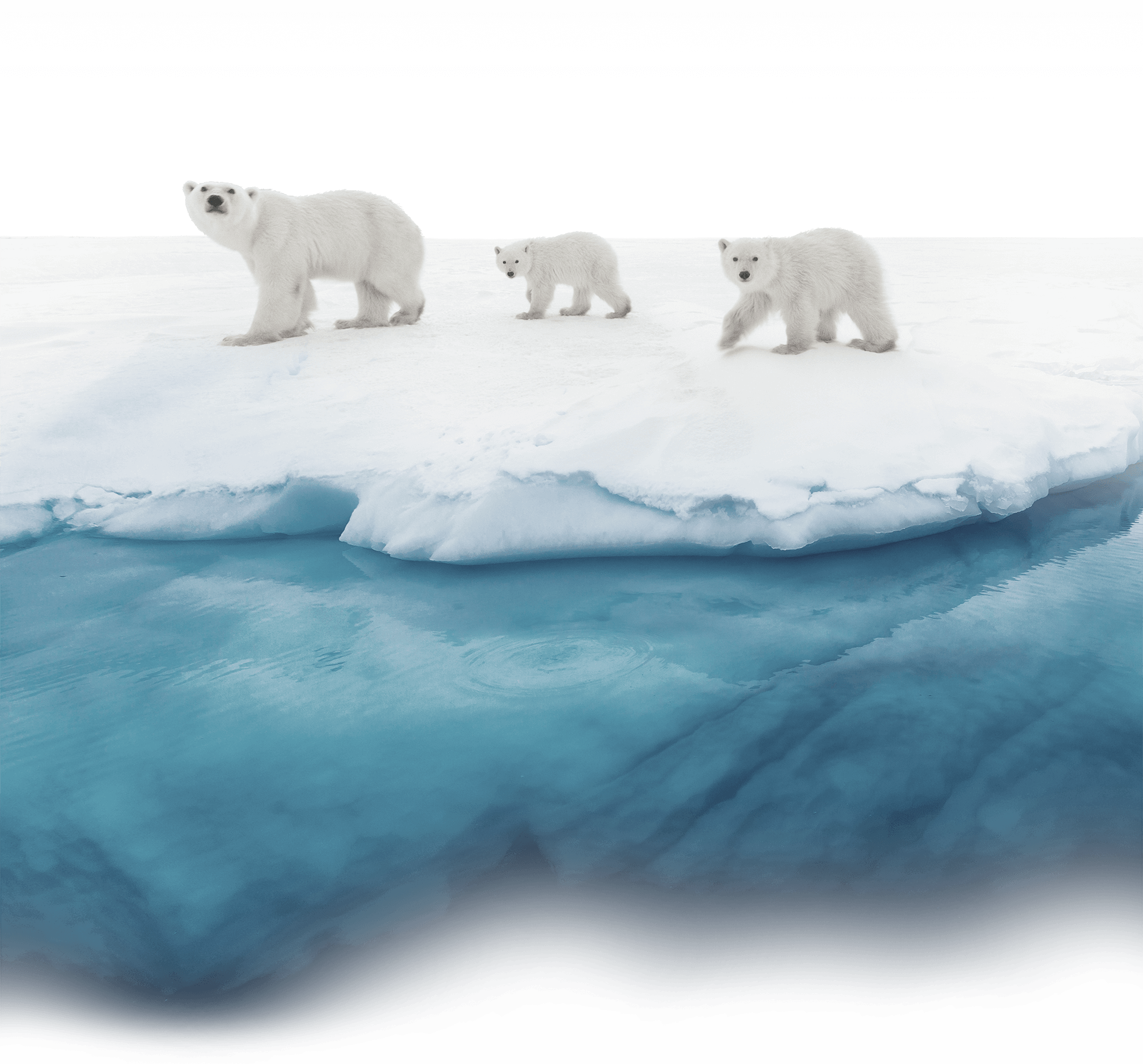 Family of bears on ice