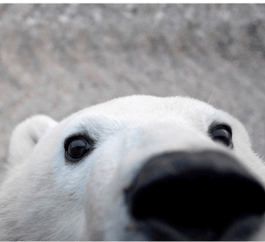 Close-up of polar bear face image